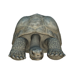 Image showing Galapagos Tortoise