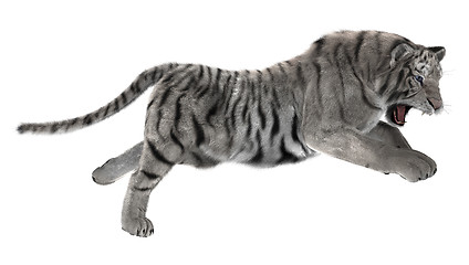 Image showing White Tiger