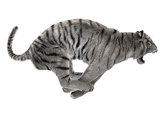 Image showing White Tiger