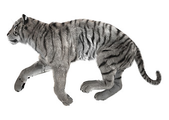 Image showing White Tiger