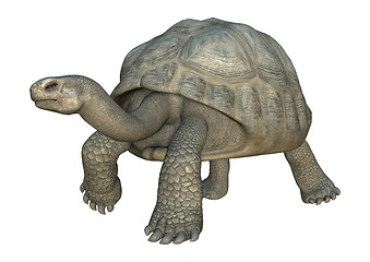 Image showing Galapagos Tortoise