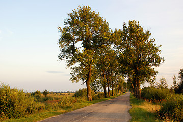 Image showing Trees on the road