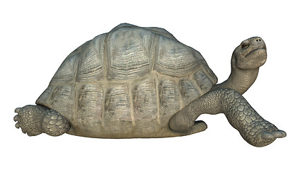 Image showing Galapagos Tortoise