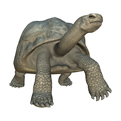 Image showing Galapagos Tortoise