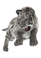 Image showing White Tiger