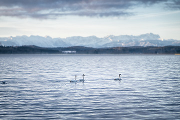 Image showing three swans