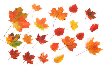 Image showing autumn background