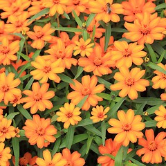 Image showing Orange Flowers