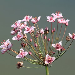 Image showing Butomus flower