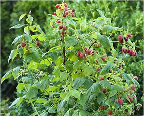 Image showing Raspberries