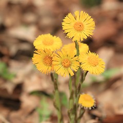 Image showing Coltsfoot