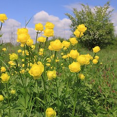 Image showing Globeflower