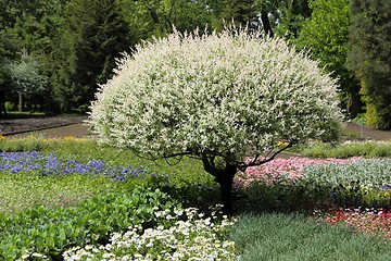 Image showing Willow in the garden.