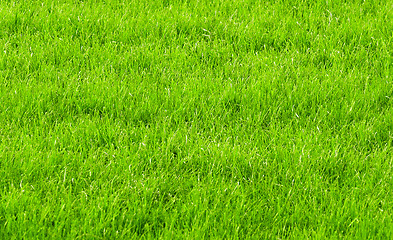 Image showing green grass background