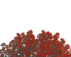 Image showing red leafs isolated on white background with space for text.