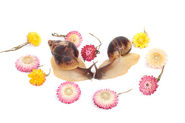 Image showing snails