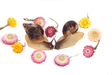 Image showing snails