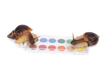 Image showing snails