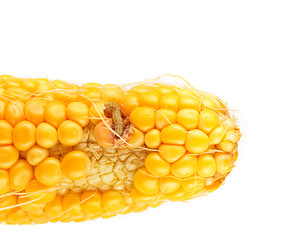 Image showing worm eating the corn