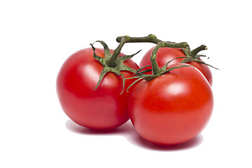 Image showing Plum tomatoes with leaves on white background