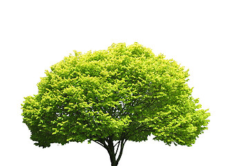 Image showing Tree isolated against a white background