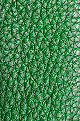 Image showing green leather