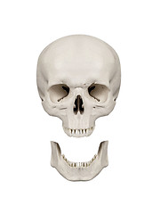 Image showing human scull isolated