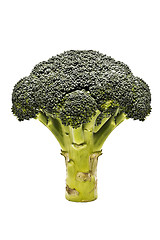 Image showing Broccoli isolated 