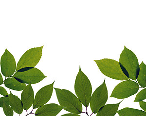 Image showing green leaves on white background