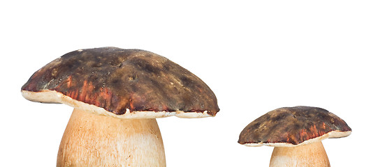 Image showing mushrooms of different size