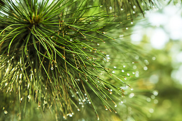 Image showing Pine tree