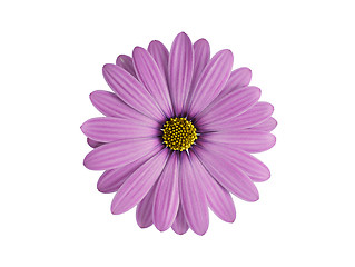 Image showing purple flower isolated on white