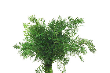 Image showing Fresh dill