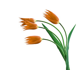 Image showing Four tulips isolated