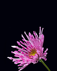 Image showing Purple flower on black background