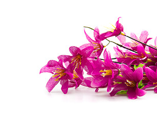 Image showing Beautiful  flowers on a white background