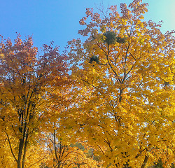 Image showing Beautiful Colorful Autumn Leaves