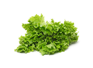 Image showing Selection of fresh mixed green salad leaves