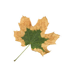 Image showing maple leaf