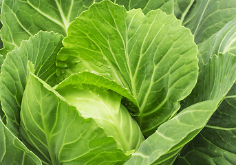 Image showing close-up of fresh cabbage