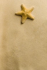 Image showing sea star on the beach