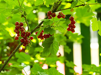 Image showing Red currants 