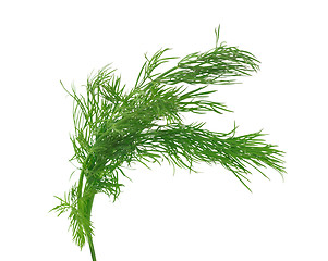 Image showing Fresh dill