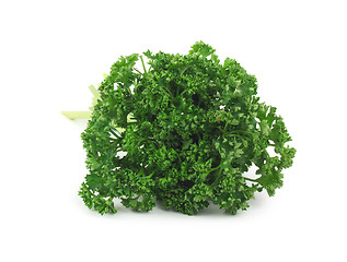 Image showing Bunch of fresh green parsley isolated on white background