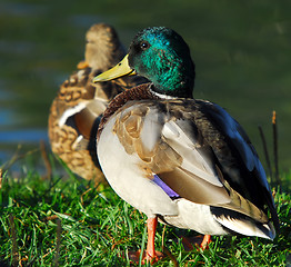 Image showing Mallard