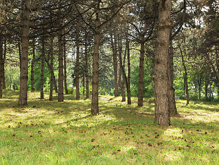 Image showing Path in forest.