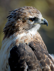 Image showing Hawk