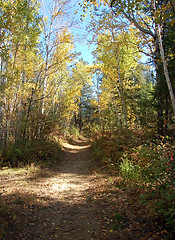 Image showing Forest path in fall