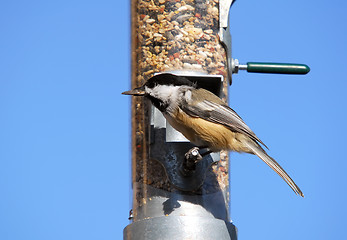 Image showing Black-capped Chickadee