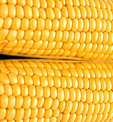 Image showing close-up corn